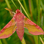 Lišaj kyprejový - Deilephila porcellus (Linnaeus, 1758)